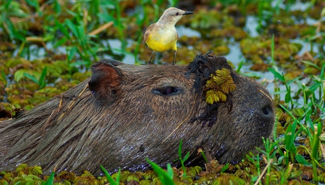 Schwimmendes Wasserschwein